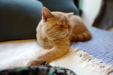 猫 眠る ペット 室内 茶色