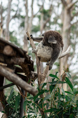 koala climbing a tree