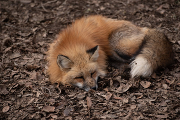 寝ているキツネ