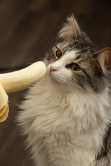 cat with banana
