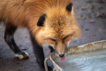 Fototapeta premium 水を飲む狐