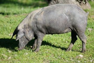 Iberian pigs eating grass in dehesa