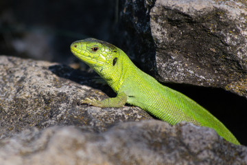 Naklejka na ściany i meble Female European green lizard