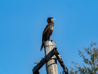 Japanese cormorant on a utility pole 1
