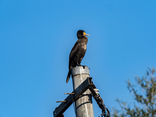 Japanese cormorant on a utility pole 2