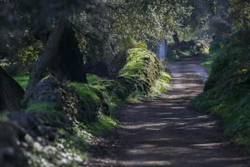 path between oaks and moss