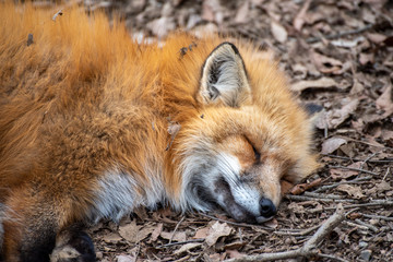 寝ているキツネ