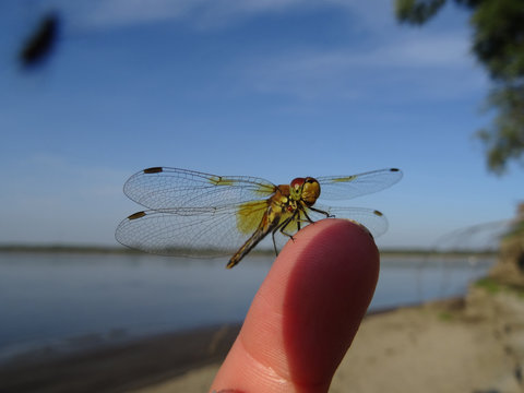 dragonfly on the finger close-up - Powered by Adobe