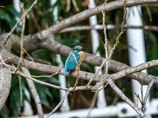 colorful kingfisher perched in a tree 6