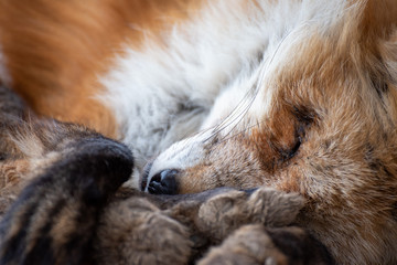 寝ているキツネ