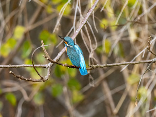 colorful kingfisher perched in a tree 11