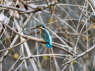 colorful kingfisher perched in a tree 15