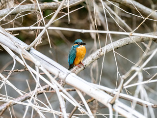 colorful kingfisher perched in a tree 16