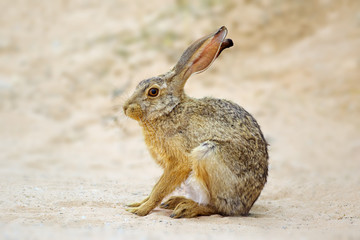 An alert scrub hare (Lepus saxatilis) sitting upright, South Africa .