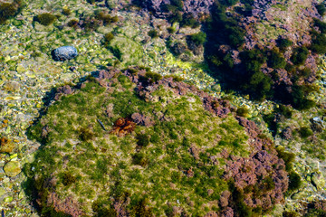 algae and other plants on rocks at the bottom of the lake