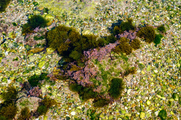 algae and other plants on rocks at the bottom of the lake