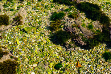 algae and other plants on rocks at the bottom of the lake