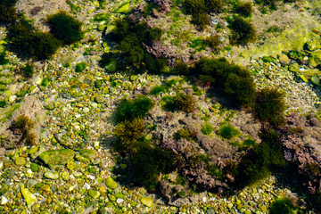 algae and other plants on rocks at the bottom of the lake