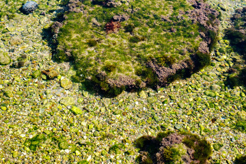 Obraz na płótnie Canvas algae and other plants on rocks at the bottom of the lake