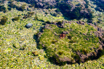 algae and other plants on rocks at the bottom of the lake