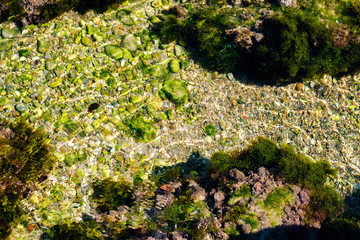 algae and other plants on rocks at the bottom of the lake