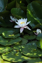 white water lily in a pond
