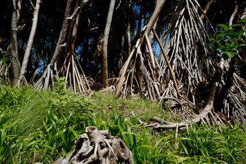 Some banyon trees with roots on the edge of the coastline