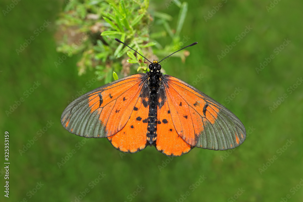 Poster A colorful garden acraea butterfly (Acreae horta) sitting on a plant, South Africa.