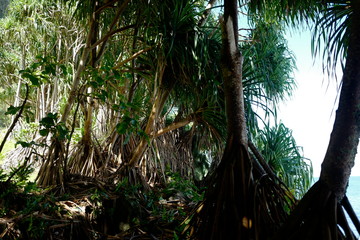 Big tree roots in jungle area surrounded by grass and trees