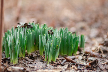 Ground escapes hosts in the spring 