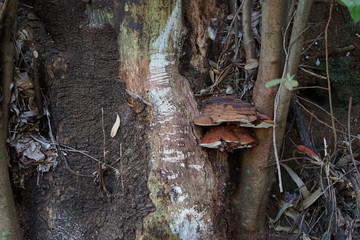 Große Pilze an einem Baum im Lorbeerwald von Madeira