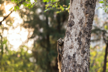 squirrel on tree trunk at sunrise