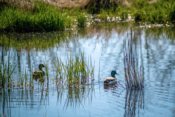 A male and a female duck swimming in a pond