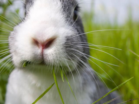 The Nose From A Rabbit