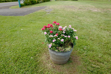 Barrel pot with some flowers in it surrounded by grass