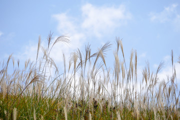 Wild blooming grass in field meadow in nature on background sky with clouds