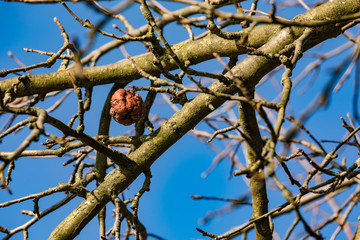 Ein einsamer faulender Apfel am Baum im sonnigen Spätherbst