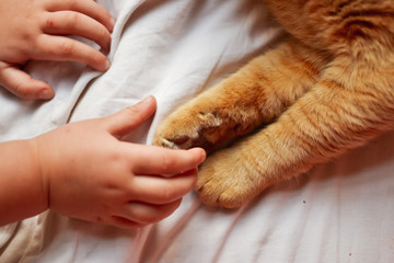Fototapeta premium Paw of a red cat on a white background, on a white blanket. Red Cat. A child and a cat. Hands of baby and paws of a cat.