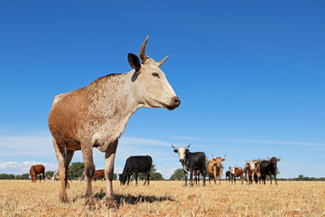 Obraz premium Nguni cow - indigenous cattle breed of South Africa - on rural farm.