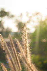 The Grass flowers  Roadside