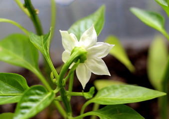 Obraz premium Pepper grows and blooms on the window. Green sprouts of a sweet vegetable.