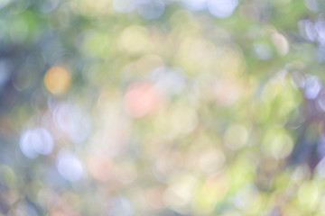 Obraz premium Sunny abstract green nature background, Blur park with bokeh light , nature, garden, spring and summer season