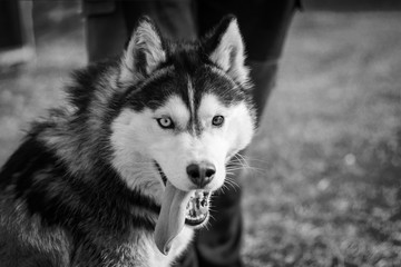 Obraz premium daylight. Husky dog. With multi-colored eyes. He wants to play. The mouth is open and the tongue is visible. There is a flare