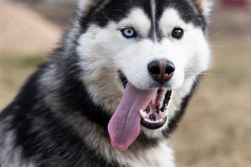 daylight. Husky dog. With multi-colored eyes. The mouth is open and the tongue is visible. There is a flare