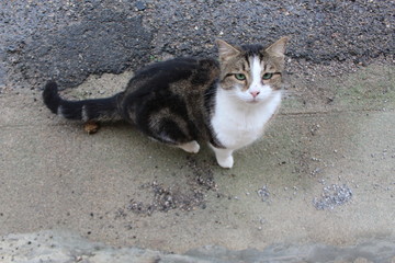 chat
