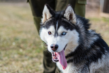 Naklejka na ściany i meble daylight. Husky dog. With multi-colored eyes. The mouth is open and the tongue is visible. There is a flare