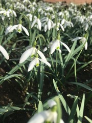 Schneegl&ouml;ckchen im Licht der Sonne