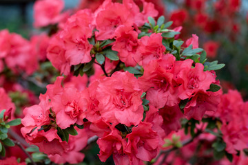 Azaleas tropical flower.