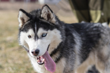 daylight. Husky dog. With multi-colored eyes. The mouth is open and the tongue is visible. There is a flare
