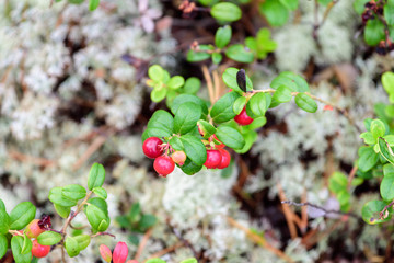 Ripe lingonberry growing on bush in taiga forest ready for harvest.